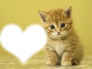 chaton coeur