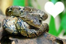 serpent python