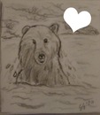 l'ours dessin fait par Gino GIBILARO