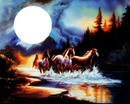 cheval nuit
