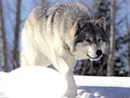loup dans la neige