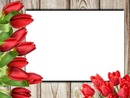 marco y tulipanes rojos.