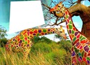 rêve de girafes