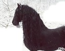 cheval dans la neige cbcb