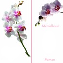 bonne fête maman orchidée carte postale