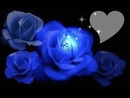 Rosa Blue1