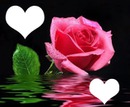 rosa con corazones