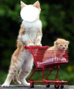 chat qui fais les courses