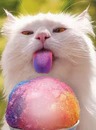gatito con helado