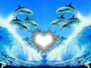 coeur a dauphins
