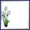 tulipanes blancos.