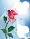jolie rose