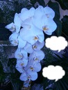 l orchidée