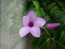 flor lilás