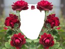 renewilly 6 rosas