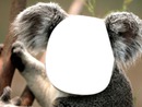 téte de koala