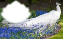 Oiseau-paon blanc-fleurs bleues