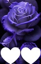 Ma violette rose