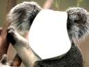 visage de koala