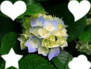 fleur hortensias