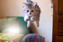 chat volant