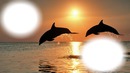 dauphins coucher de soleil