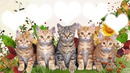 *Famille chatons*