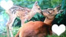 bambi et sa maman