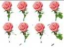 8 roses roses laly