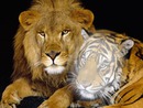 lion tigr