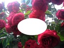 cadre roses