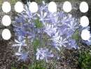 blu fiori