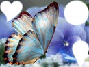 Mystic Butterfly