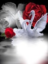swans & Roses