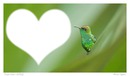 colibri coeur