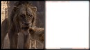 le roi lion film sortie 2019.250