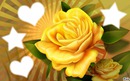 les roses jaunes 4 photos