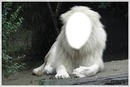 Lion Blanc