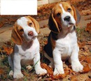 Chiens beagles