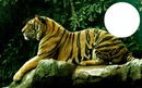Леопард - Тигър