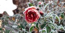frozen Rose