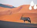 Il manque de l'eau dans un desert