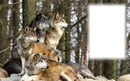 farkasok 1 kép