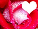 Rose de l'amour