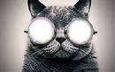 chat à lunettes