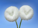 flores de corazón blancas
