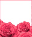 marco y rosas rosadas.