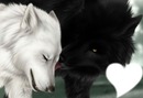 l'amour d'un loup