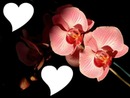 Coeur Orchidée