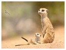 suricate et son petit
